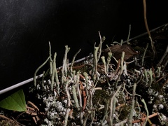 Cladonia umbricola