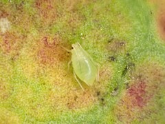Myzus persicae