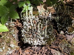 Cladonia umbricola