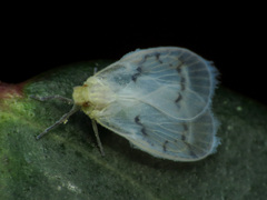 Cixiidae