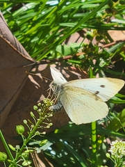 Pieris rapae