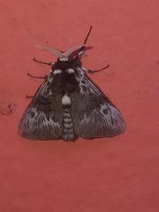 Megalopyge albicollis
