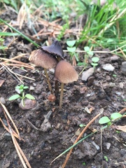 Psathyrella