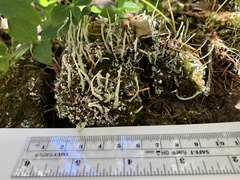 Cladonia umbricola