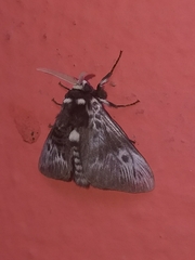 Megalopyge albicollis
