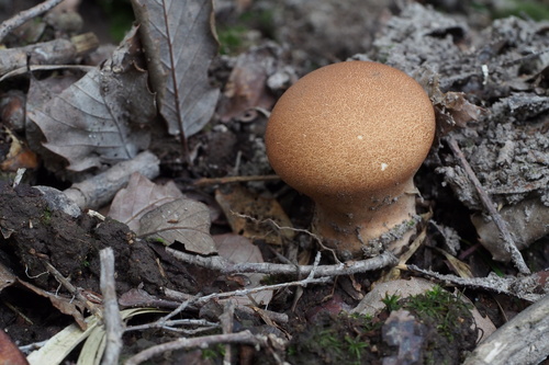 Calvatia craniiformis