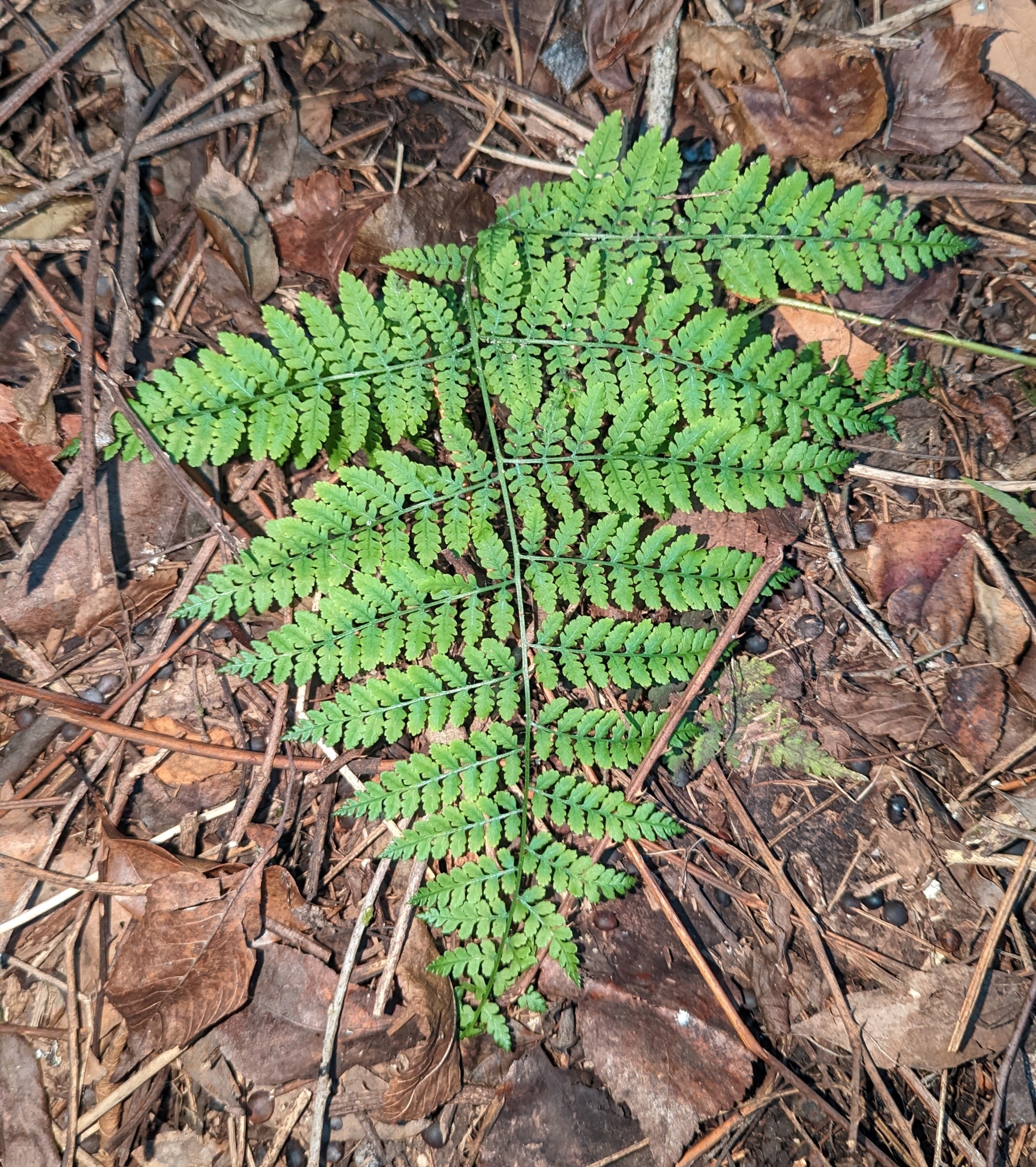 Hypolepis repens