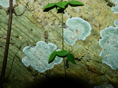 Ypypuera