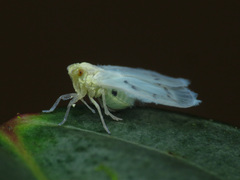 Cixiidae