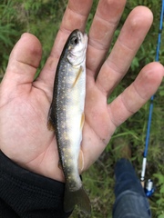 Salvelinus malma