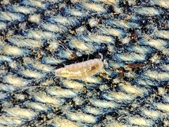 Trichoniscus pygmaeus