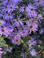 Symphyotrichum oblongifolium