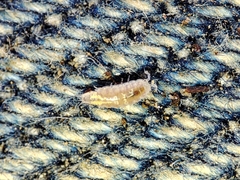 Trichoniscus pygmaeus