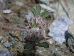 Trifolium saxatile