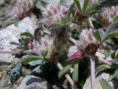 Trifolium saxatile