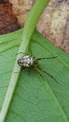 Metellina segmentata