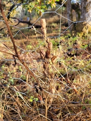 Camassia