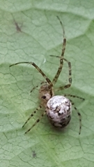 Metellina segmentata