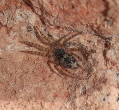 Oecobius