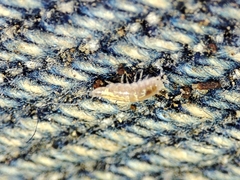 Trichoniscus pygmaeus