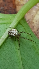 Metellina segmentata