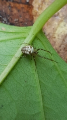 Metellina segmentata