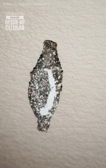 Phereoeca