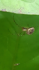 Metellina segmentata