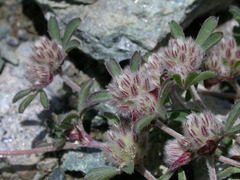 Trifolium saxatile