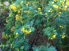 Senna surattensis