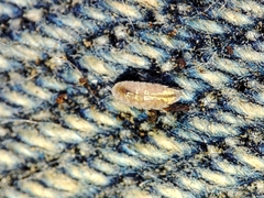 Trichoniscus pygmaeus