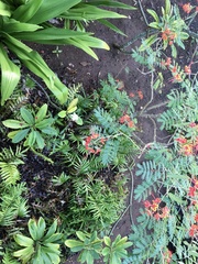 Senna surattensis