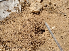 Veromessor pergandei