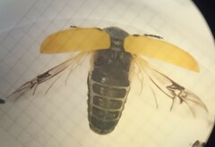 Labidostomis longimana