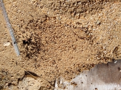 Veromessor pergandei