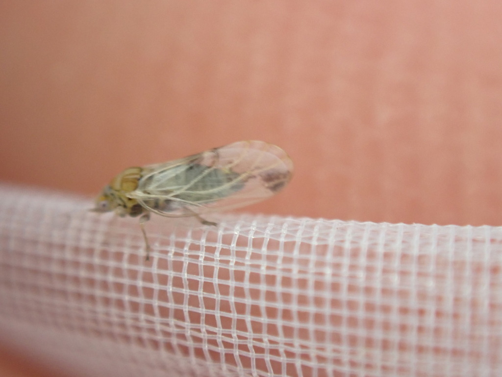 Cacopsylla breviantennata