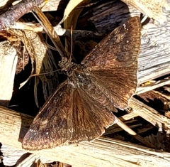 Erynnis funeralis