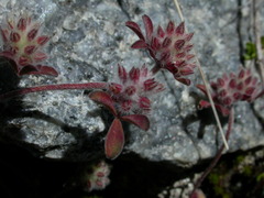 Trifolium saxatile