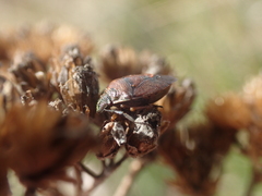 Rubiconia intermedia