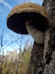Hemipholiota populnea