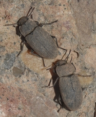 Gonocephalum rusticum