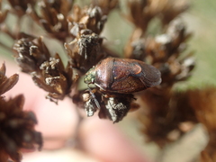 Rubiconia intermedia