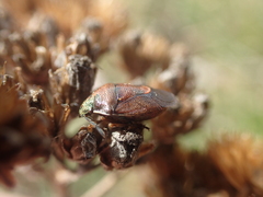 Rubiconia intermedia