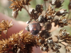 Rubiconia intermedia