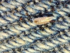 Trichoniscus pygmaeus