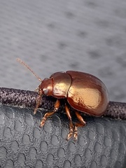 Chrysolina staphylaea