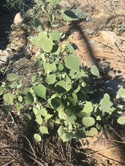 Abutilon abutiloides