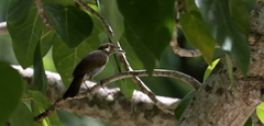 Lichmera argentauris