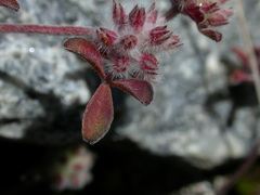 Trifolium saxatile