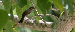 Lichmera argentauris